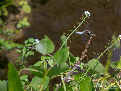 Libellula