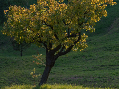 Albero al tramonto