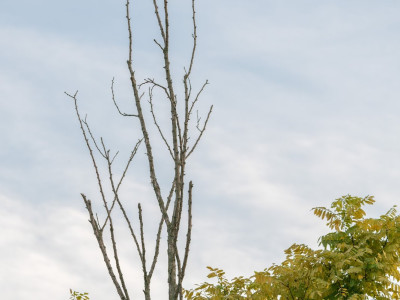 Albero rinsecchito