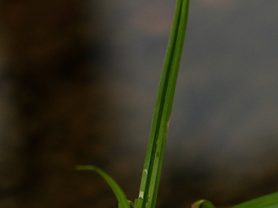 Filo d'erba
