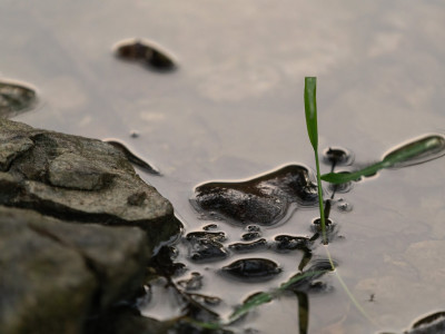 Filo d'erba sull'acqua