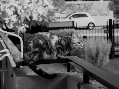 Gatto all'infrarosso