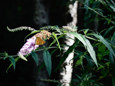 Argynnis paphia
