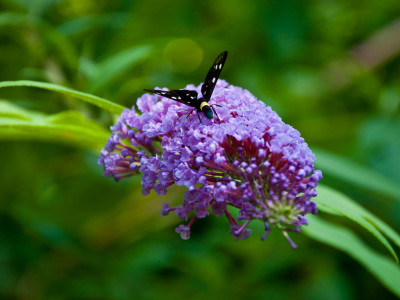 Amata phegeaArgynnis paphia