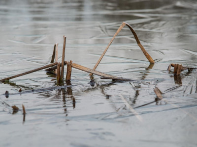 Particolare di Typha nel ghiaccio
