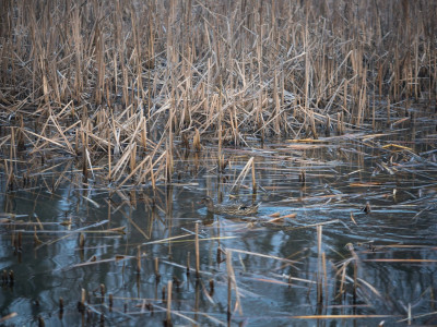 Typha rinsecchita
