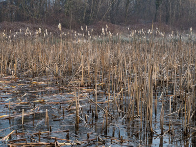 Typha con infiorescenze