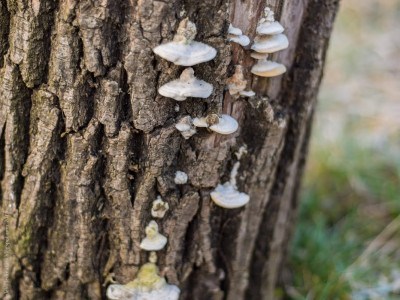Funghi lignei