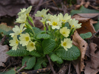 Primula vulgaris