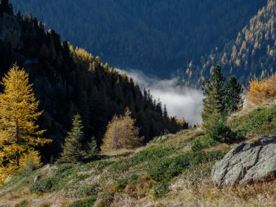 Larici in Val Calamento