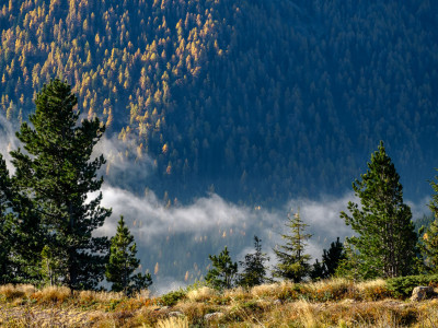 Nubi tra gli alberi
