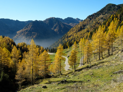 Fila di larici in Val Calamento