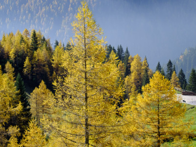 Larici