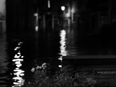 Venezia