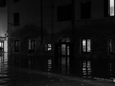 Venezia