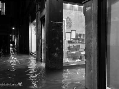 Venezia