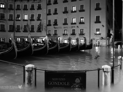 Venezia