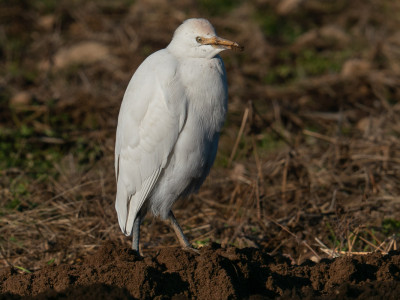 Aironi guardabuoi