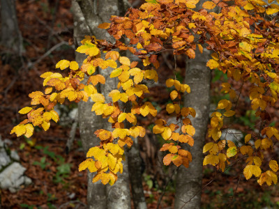 Autunno