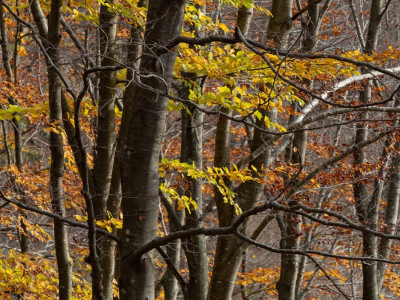 Autunno