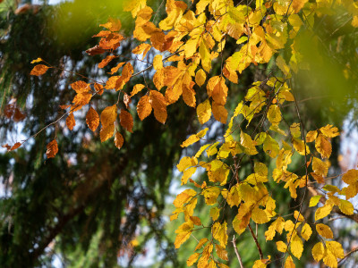 Autunno