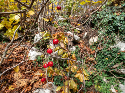 Autunno