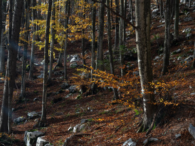 Autunno