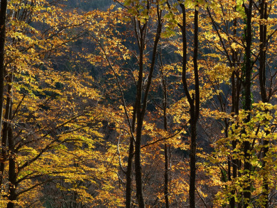 Autunno