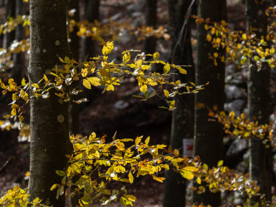 Autunno