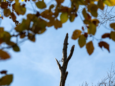 Moncone di albero