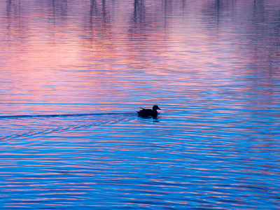 Silhouette