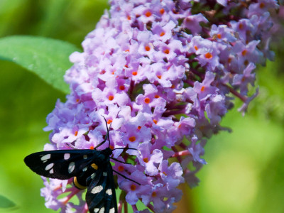 Amata phegea