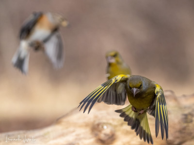 Verdone in volo