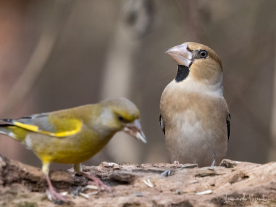 Verdone e Frosone