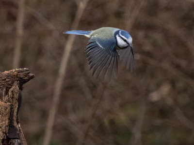 Cinciarella in volo