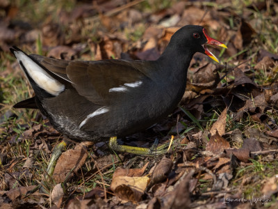Gallinella d'acqua