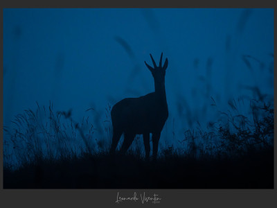 Camoscio nella notte