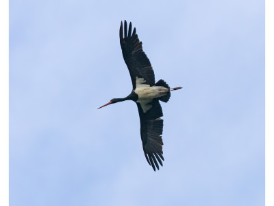 Cicogna nera