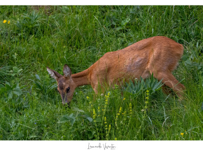 Capriolo