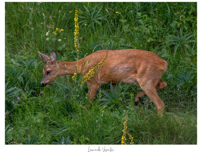 Capriolo