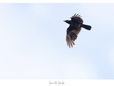Ibrido cornacchia nera x grigia