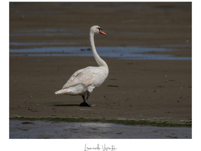 Cigno reale