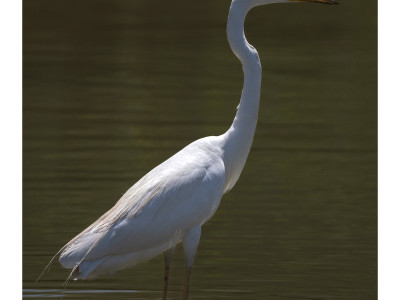 Airone bianco maggiore