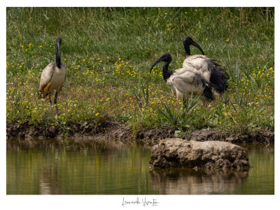 Ibis sacri