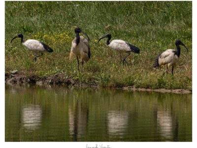 Ibis sacri