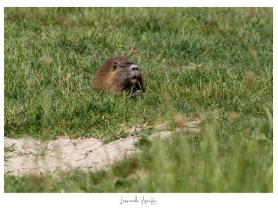 Nutria