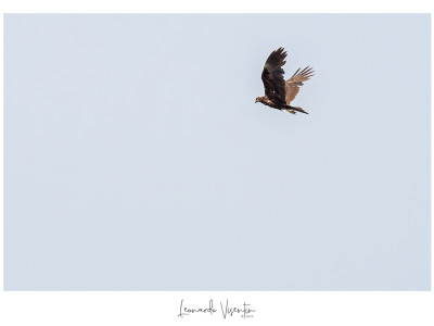 Falco di palude