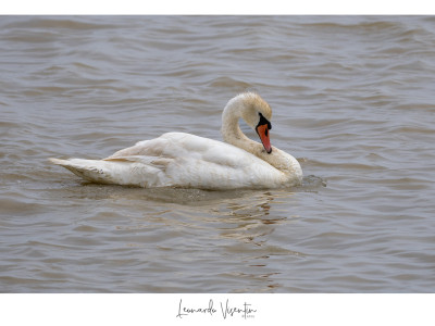 Cigno reale
