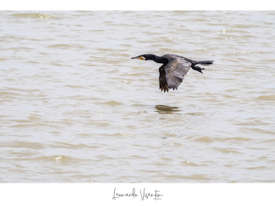 Cormorano