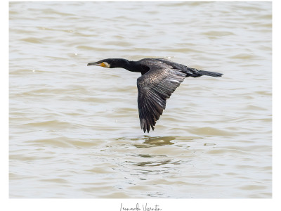Cormorano